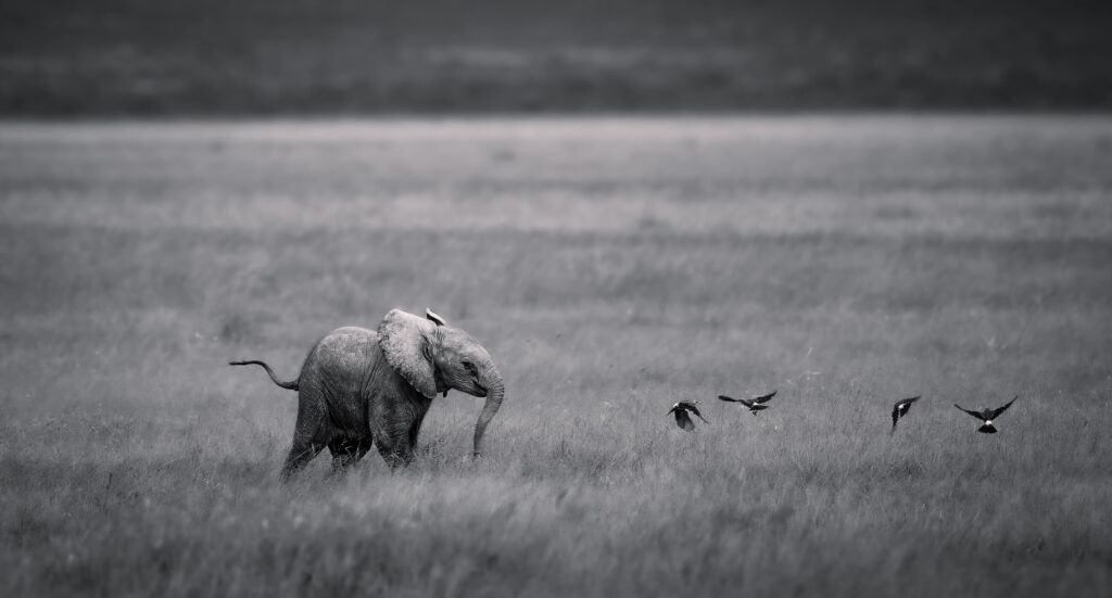 Baby elephant and birds