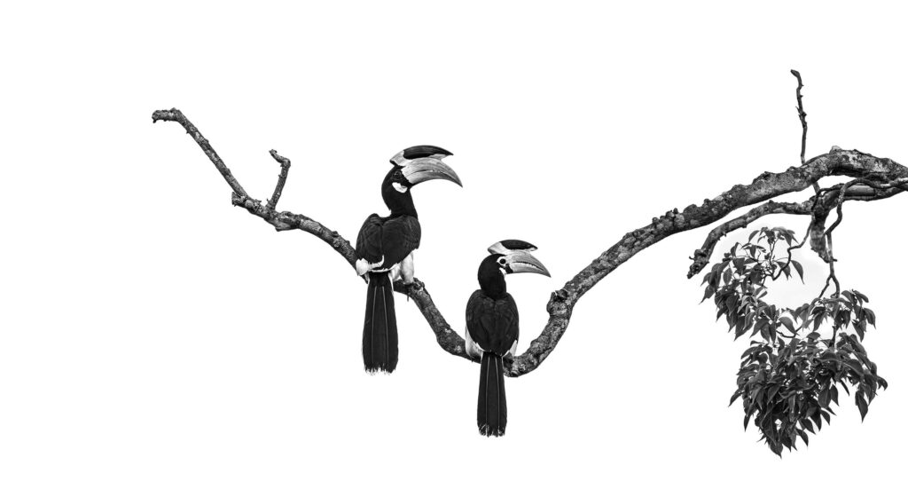 Hornbills in love