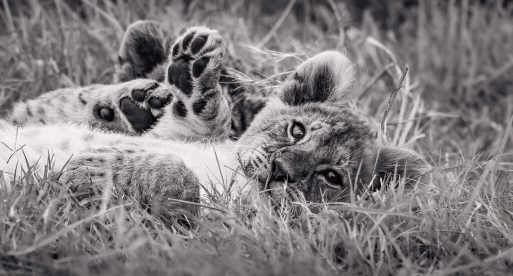 Lion Cubs-Fig Tree
