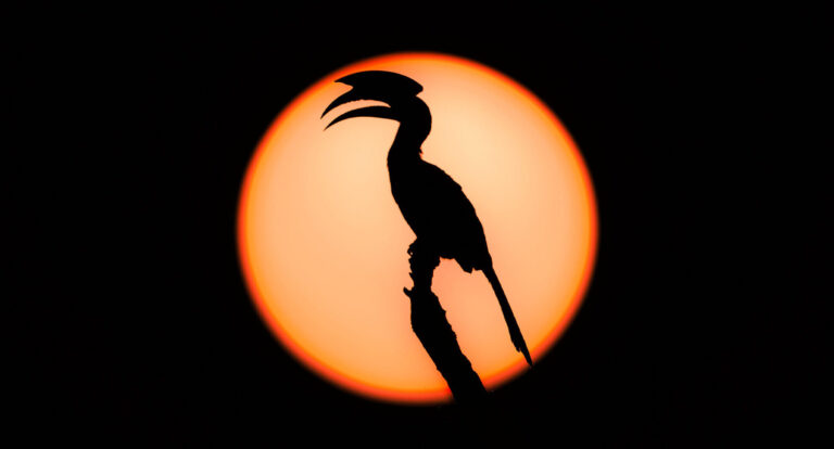 Sunset Wilpattu